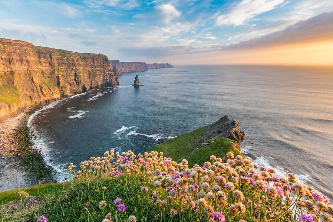 Cliffs of Moher at sunset, with flowers in the foreground, Liscannor, County Clare, Munster province, Republic of Ireland, Europe