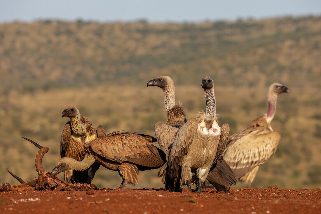 Whitebacked vultures (Gyps africanus) at carcass, Zimanga Private Game Reserve, KwaZulu-Natal, South Africa, Africa