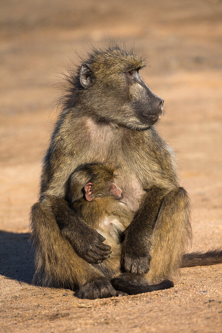 Chacma baboon (Papio ursinus) with young, Kruger National Park, South Africa, Africa