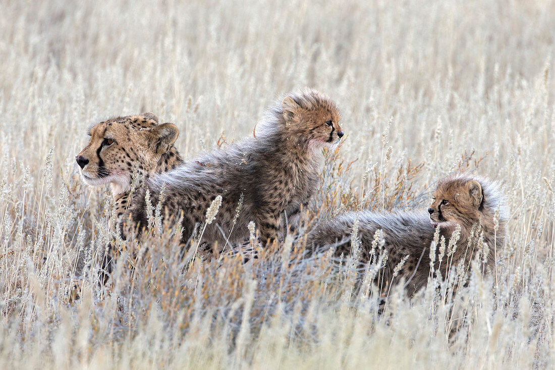 Cheetah (Acinonyx jubatus) with cubs, Kgalagadi Transfronter Park, Northern Cape, South Africa, Africa