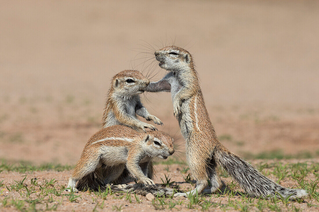 Young ground squirrels (Xerus inauris), Kgalagadi Transfrontier Park, Northern Cape, South Africa, Africa
