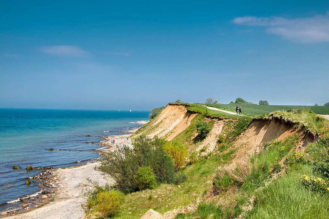 Cliff, Brodtener Ufer, Timmendorf-Niendorf, Baltic coast, Schleswig-Holstein, Germany