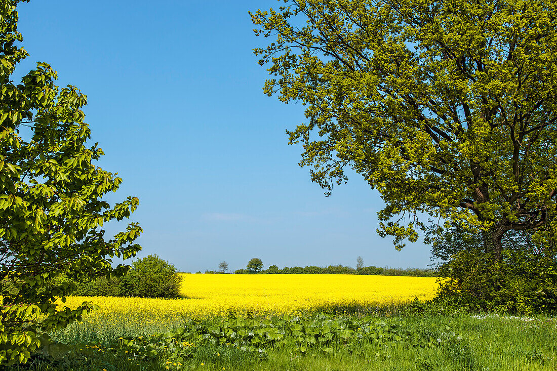 Rape field near Niendorf, Baltic coast, Schleswig-Holstein, Germany