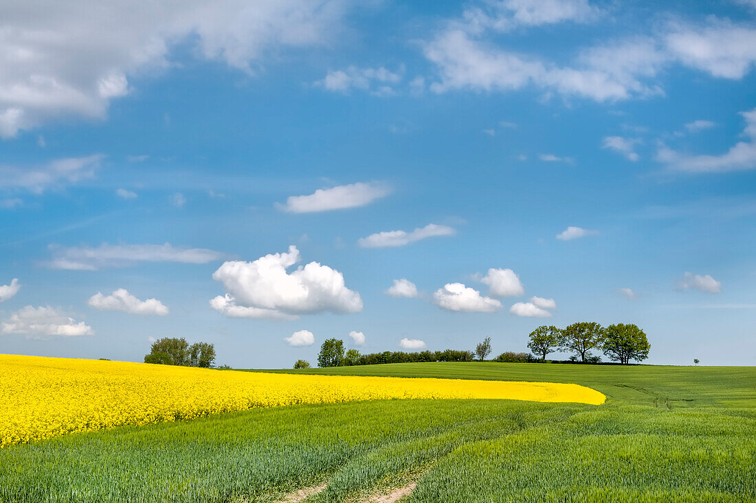 Rape field, Groemitz, Baltic coast, Schleswig-Holstein, Germany