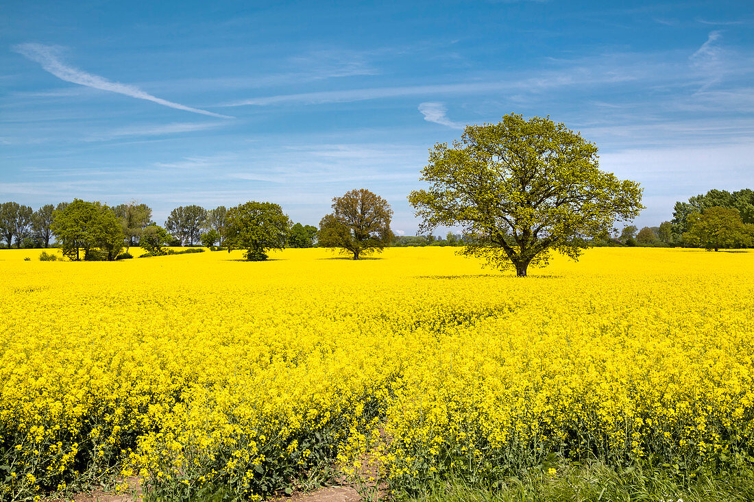 Rape field near Cismar, Baltic coast, Schleswig-Holstein, Germany