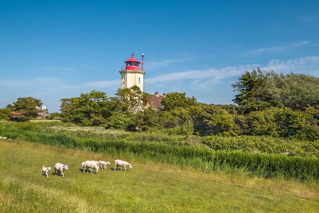 Sheep at Westermarkelsdorf lighthouse, Fehmarn island, Baltic coast, Schleswig-Holstein, Germany