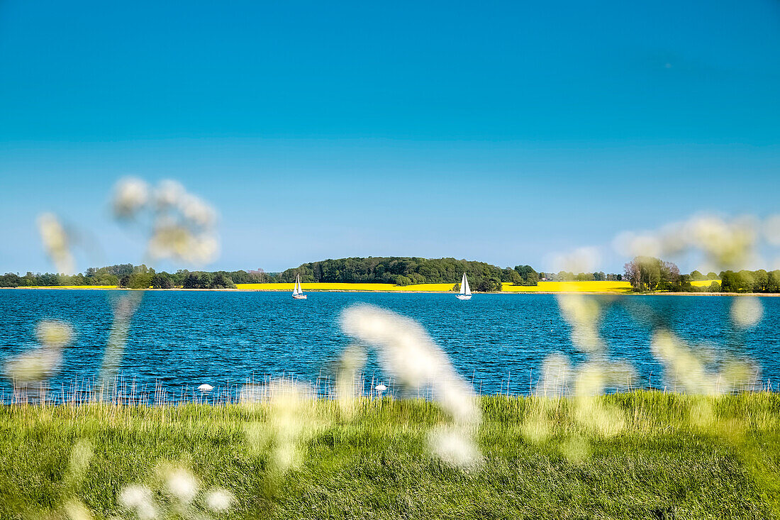 Schlei bei Arnis, Ostsee, Schleswig-Holstein, Deutschland