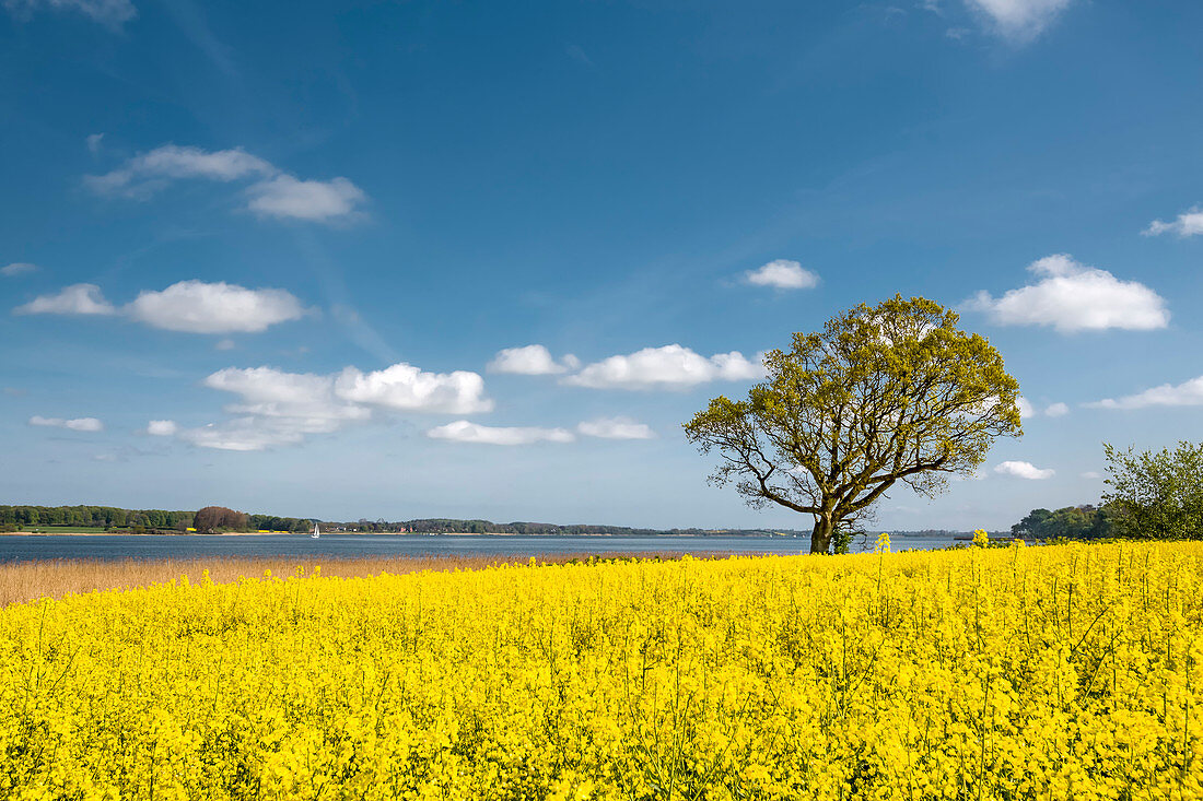 Rapsfeld an der Schlei, Schleswig-Holstein, Deutschland