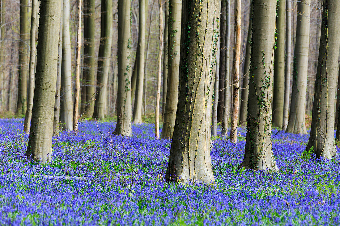 Purple carpet of blooming bluebells framed by trunks of the giant Sequoia trees in the Hallerbos forest, Halle, Belgium, Europe