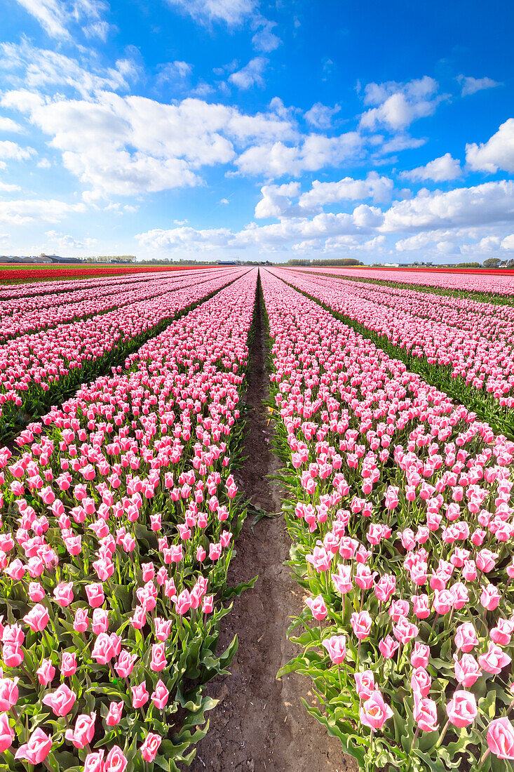 Blauer Himmel auf Reihen von rosa Tulpen in voller Blüte in den Bereichen Oude-Tonge, Goeree-Overflakkee, Süd-Holland, Niederlande, Europa