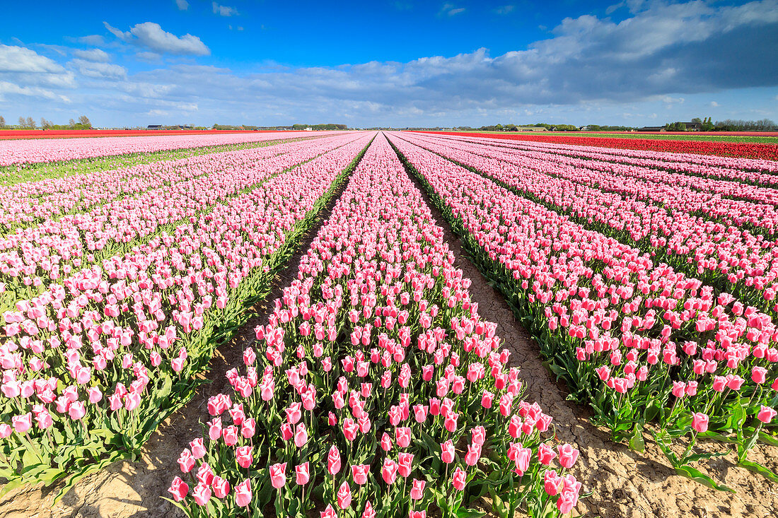 Blue sky on rows of pink tulips in bloom in the fields of Oude-Tonge, Goeree-Overflakkee, South Holland, The Netherlands, Europe