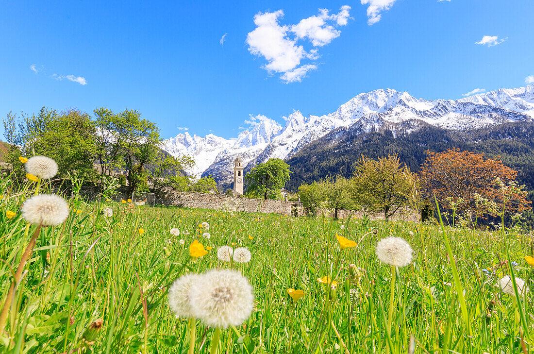 Old church framed by dandelions and snowy peaks, Soglio, Maloja, Bregaglia Valley, Engadine, canton of Graubunden, Switzerland, Europe