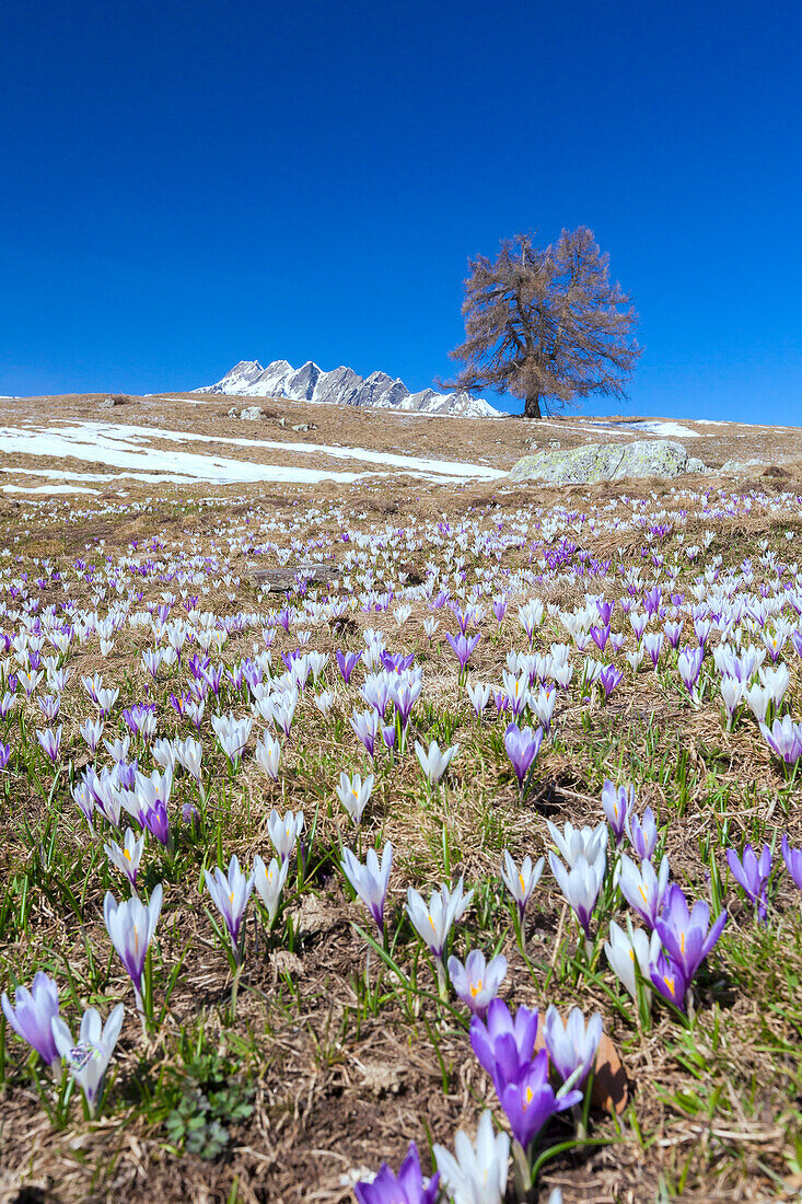 Blauer Himmel auf den bunten Krokusblüten in voller Blüte, Alpe Granda, Sondrio Provinz, Masino Tal, Valtellina, Lombardei, Italien, Europa