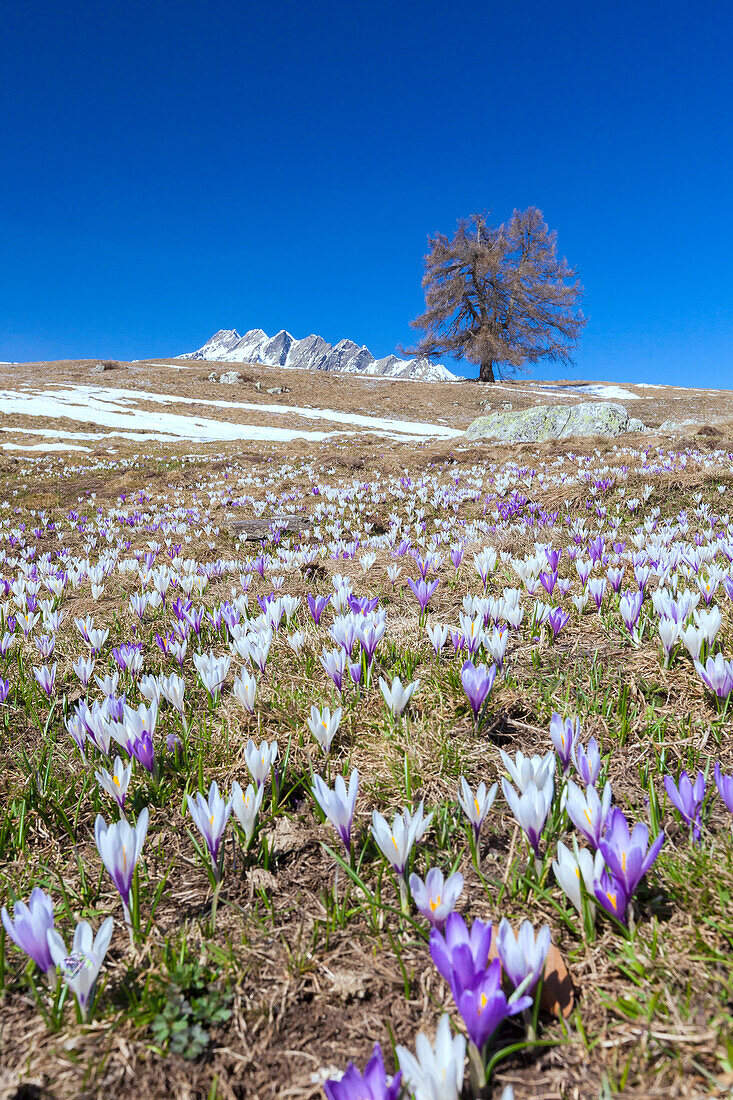 Blue sky on the colorful crocus flowers in bloom, Alpe Granda, Sondrio province, Masino Valley, Valtellina, Lombardy, Italy, Europe