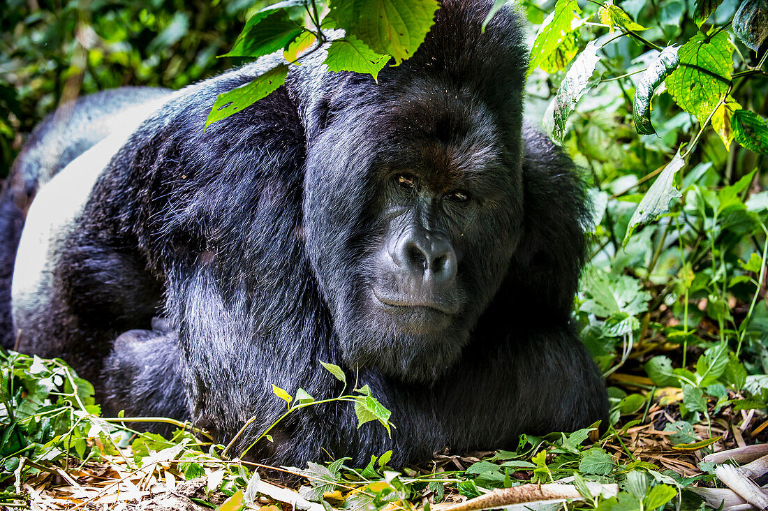 Silverback Mountain gorilla (Gorilla beringei beringei) in the Virunga National Park, UNESCO World Heritage Site, Democratic Republic of the Congo, Africa