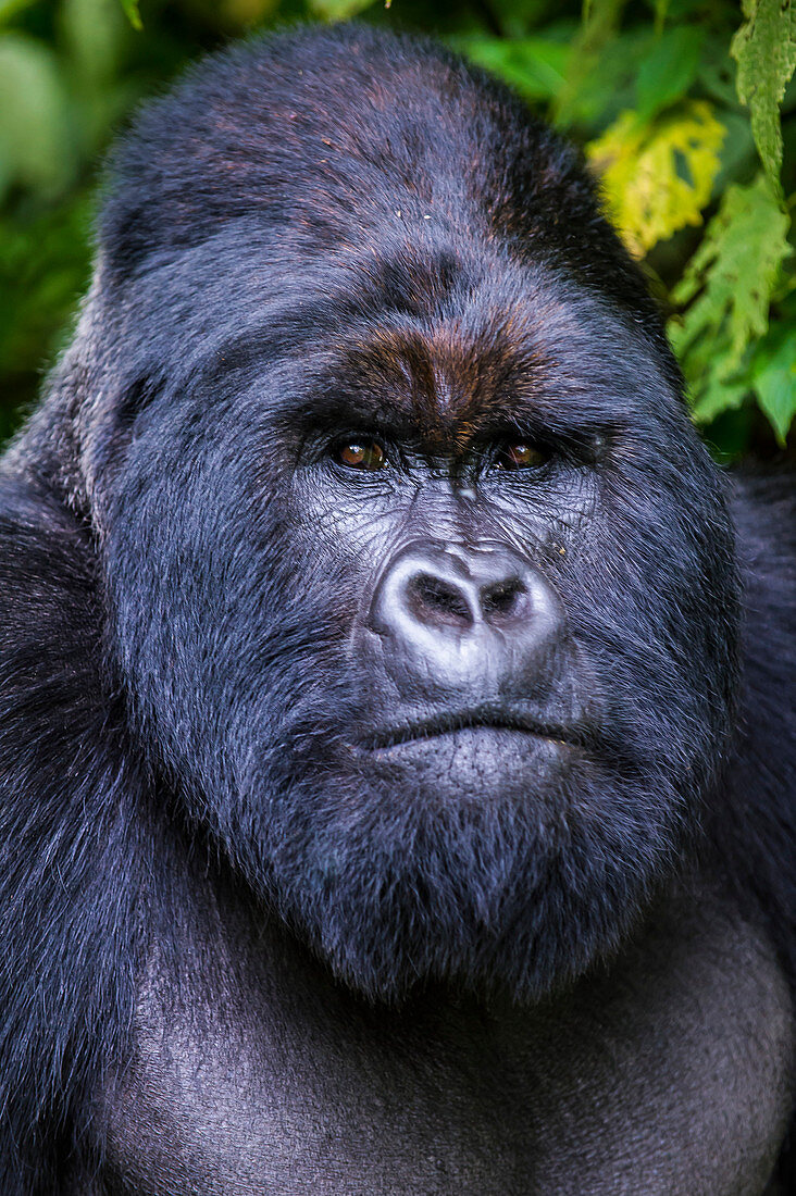 Silverback Berggorilla (Gorilla beringei beringei) im Virunga Nationalpark, UNESCO-Weltkulturerbe, Demokratische Republik Kongo, Afrika