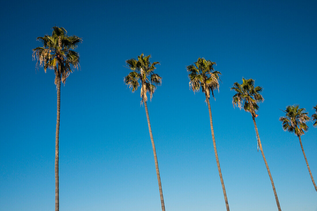 Palm trees on the beach of La Jolla, California, United States of America, North America