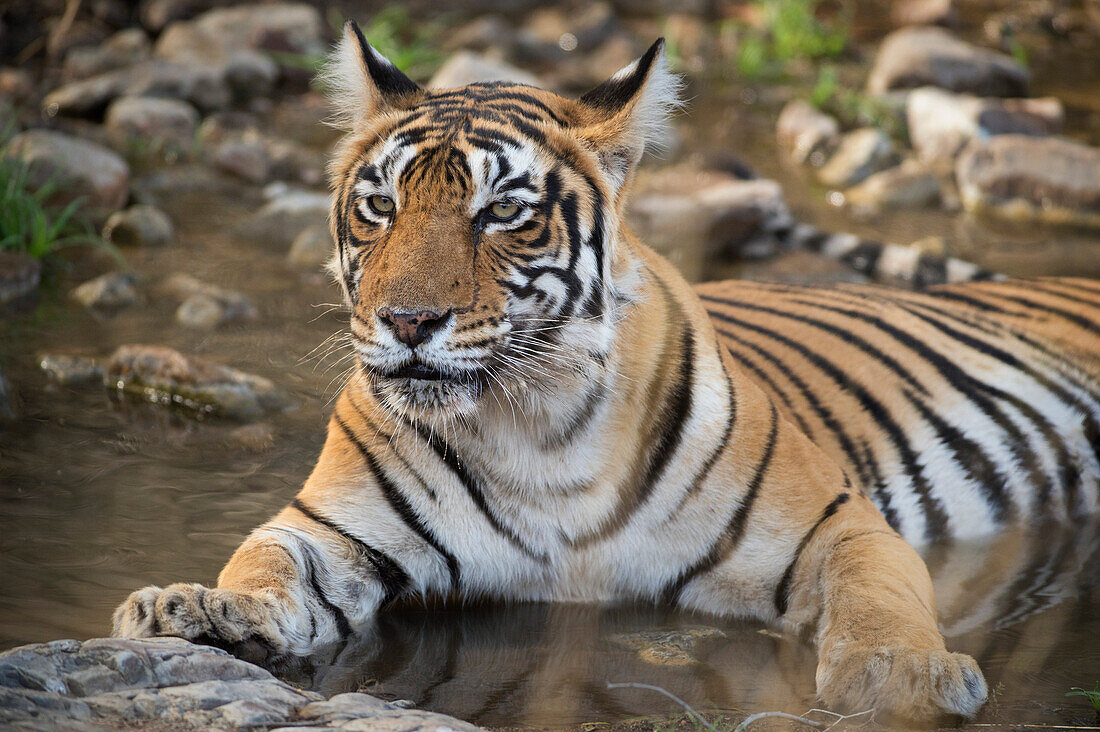 Bengalischer Tiger (Panthera tigris tigris), Ranthambhore, Rajasthan, Indien, Asien