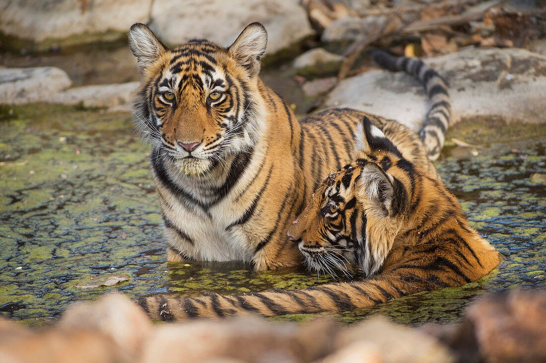 Bengalischer Tiger (Panthera tigris tigris), Ranthambhore, Rajasthan, Indien, Asien
