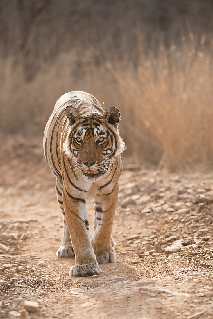 Bengalischer Tiger (Panthera tigris tigris), Ranthambhore, Rajasthan, Indien, Asien