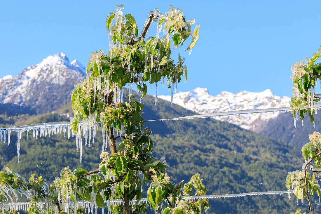Blauer Himmel auf den Apfelplantagen im Frühjahr mit Eis bedeckt Villa von Tirano Provinz Sondrio Valtellina Lombardei Italien Europa