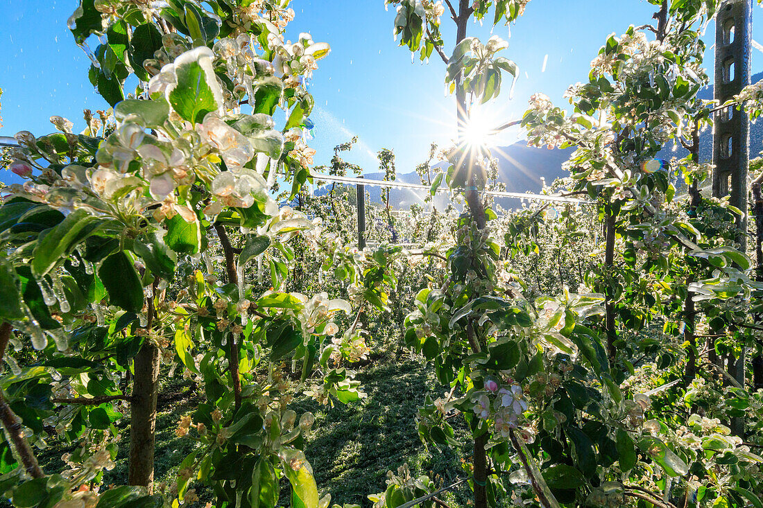 Sonne leuchtet die Apfelplantagen im Frühjahr mit Eis bedeckt Villa von Tirano Provinz Sondrio Valtellina Lombardei Italien Europa