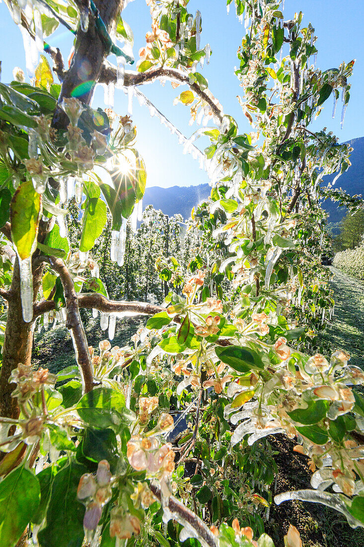 Close up of apple orchards covered with ice in spring Villa of Tirano Sondrio province Valtellina Lombardy Italy Europe