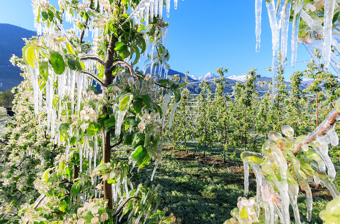 Nahaufnahme von Apfelplantagen im Frühjahr mit Eis bedeckt Villa von Tirano Sondrio Provinz Valtellina Lombardei Italien Europa