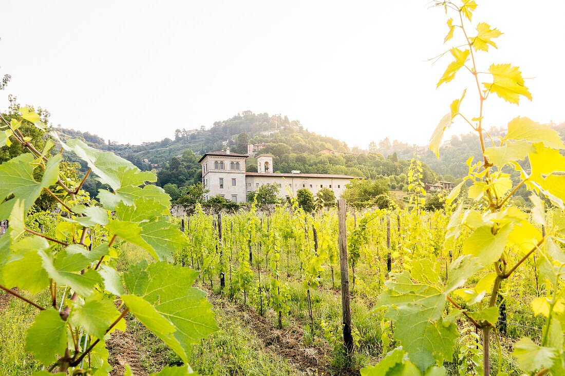 Sunrise on the ancient monastery of Astino surrounded by vineyards Longuelo, Province of Bergamo, Lombardy, Italy, Europe