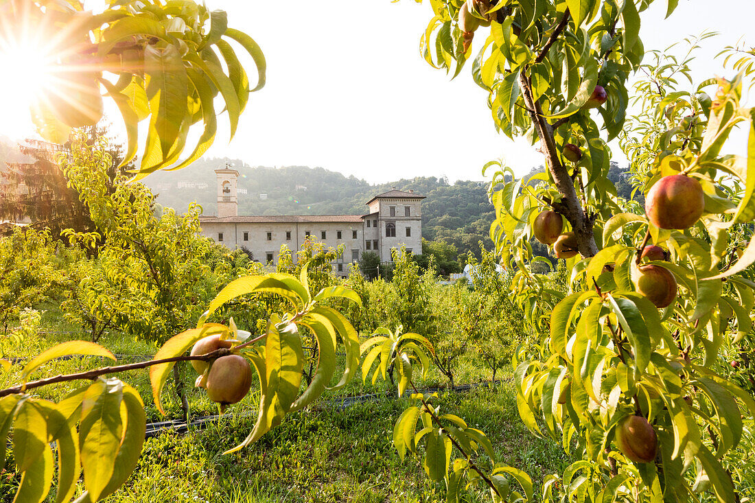 Sunrise on the ancient monastery of Astino surrounded by apple orchards Longuelo, Province of Bergamo, Lombardy, Italy, Europe
