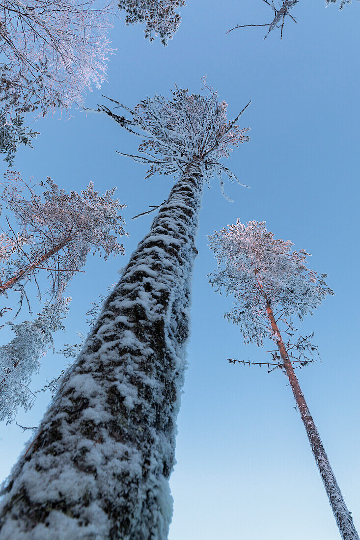 Details der Baumstämme mit Eis im borealen Wald (Taiga), Kiruna, Norrbotten County, Lappland, Schweden