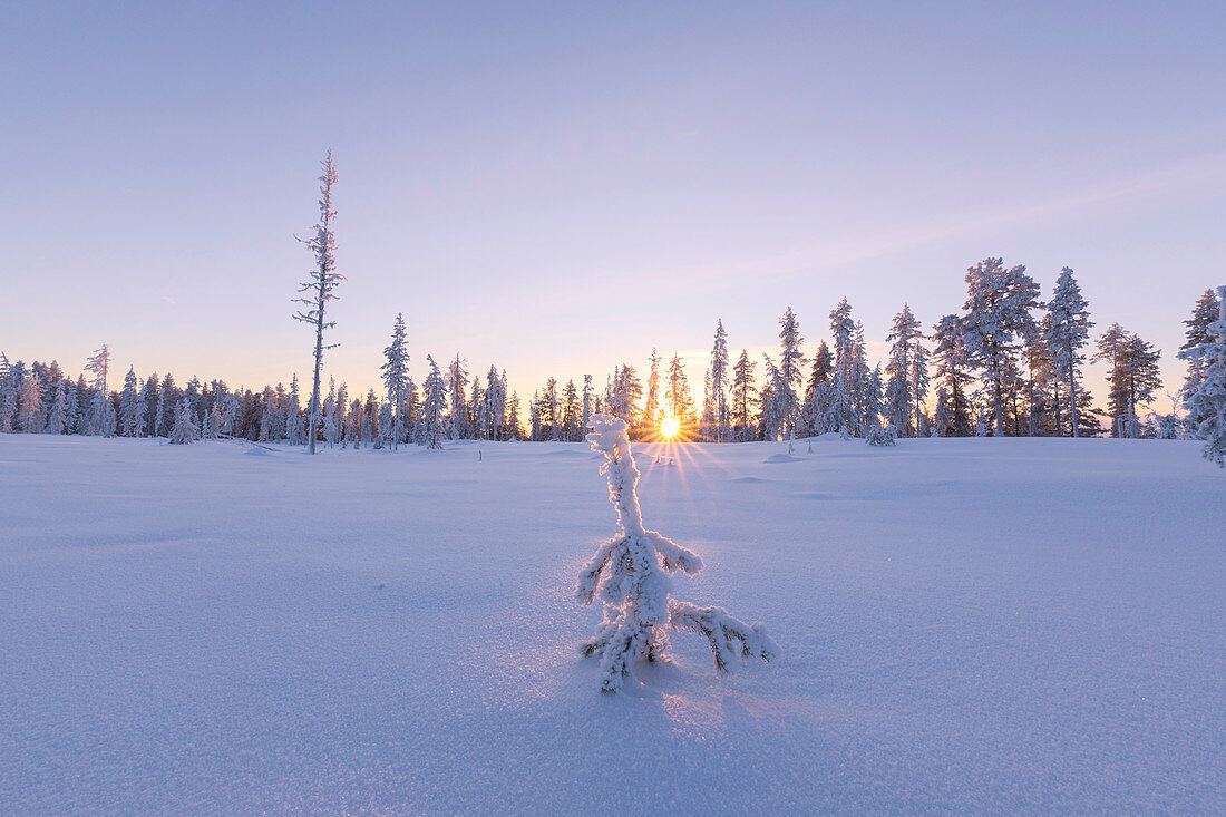 Lone Baum mit Eis bedeckt im borealen Wald (Taiga) bei Sonnenuntergang, Kiruna, Norrbotten County, Lappland, Schweden