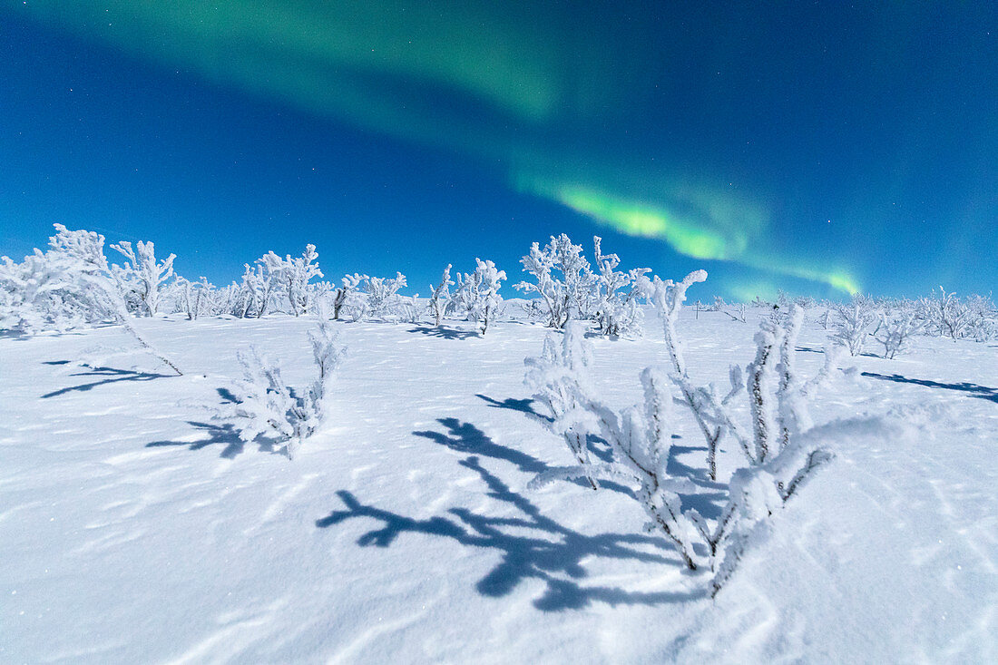 Gefrorene Bäume mit Schnee bedeckt unter der Aurora Borealis, Abisko, Gemeinde Kiruna, Norrbotten County, Lappland, Schweden