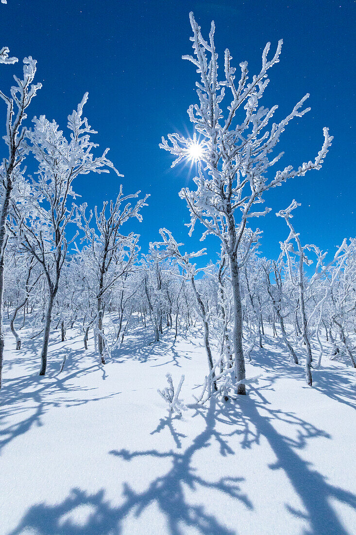 Vollmond leuchtet den verschneiten Wald, Abisko, Gemeinde Kiruna, Norrbottens län, Lappland, Schweden