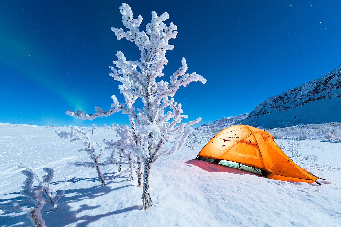 Isoliertes Zelt und gefrorener Baum in der Polarnacht, Abisko, Gemeinde Kiruna, Norrbottens län, Lappland, Schweden