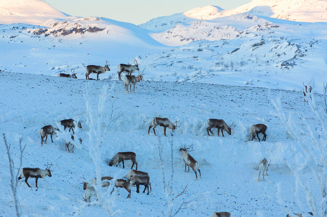 Herd of reindeer in the snow, Abisko, Kiruna Municipality, Norrbotten County, Lapland, Sweden