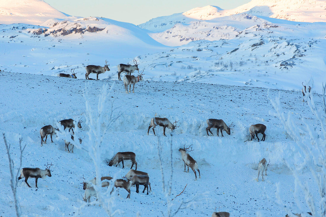 Herde von Rentieren im Schnee, Abisko, Gemeinde Kiruna, Norrbotten, Lappland, Schweden