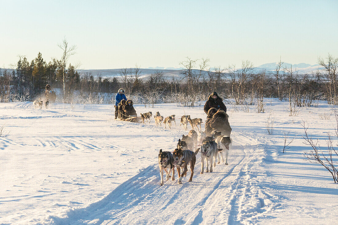 Hundeschlitten in der verschneiten Landschaft von Kiruna, Norrbotten, Lappland, Schweden