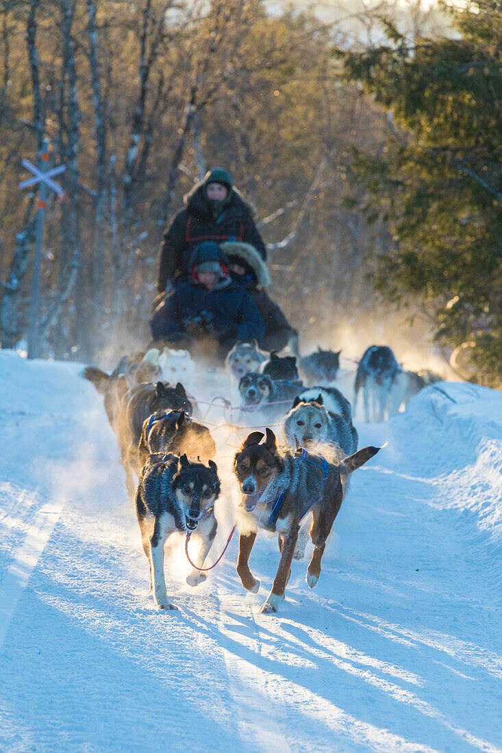 Hundeschlitten in der verschneiten Landschaft von Kiruna, Norrbotten, Lappland, Schweden