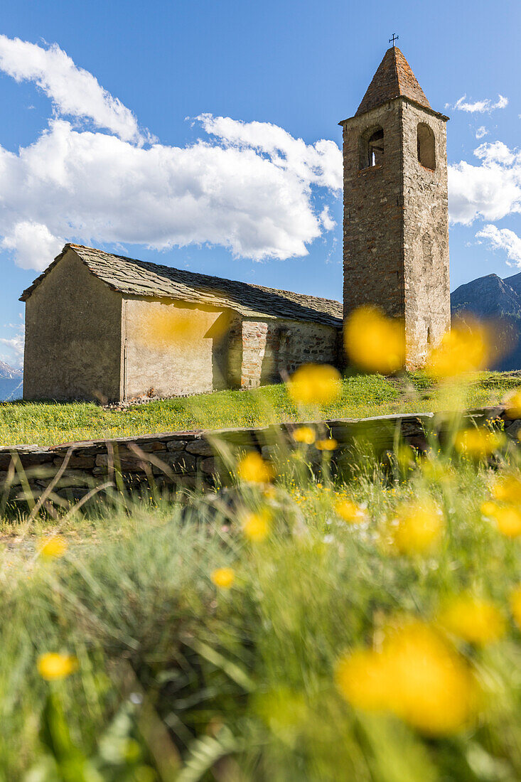 Wilde gelbe Blumen und alte Kirche im Hintergrund, San Romerio Alp, Brusio, Kanton Graubünden, Poschiavo Tal, Schweiz