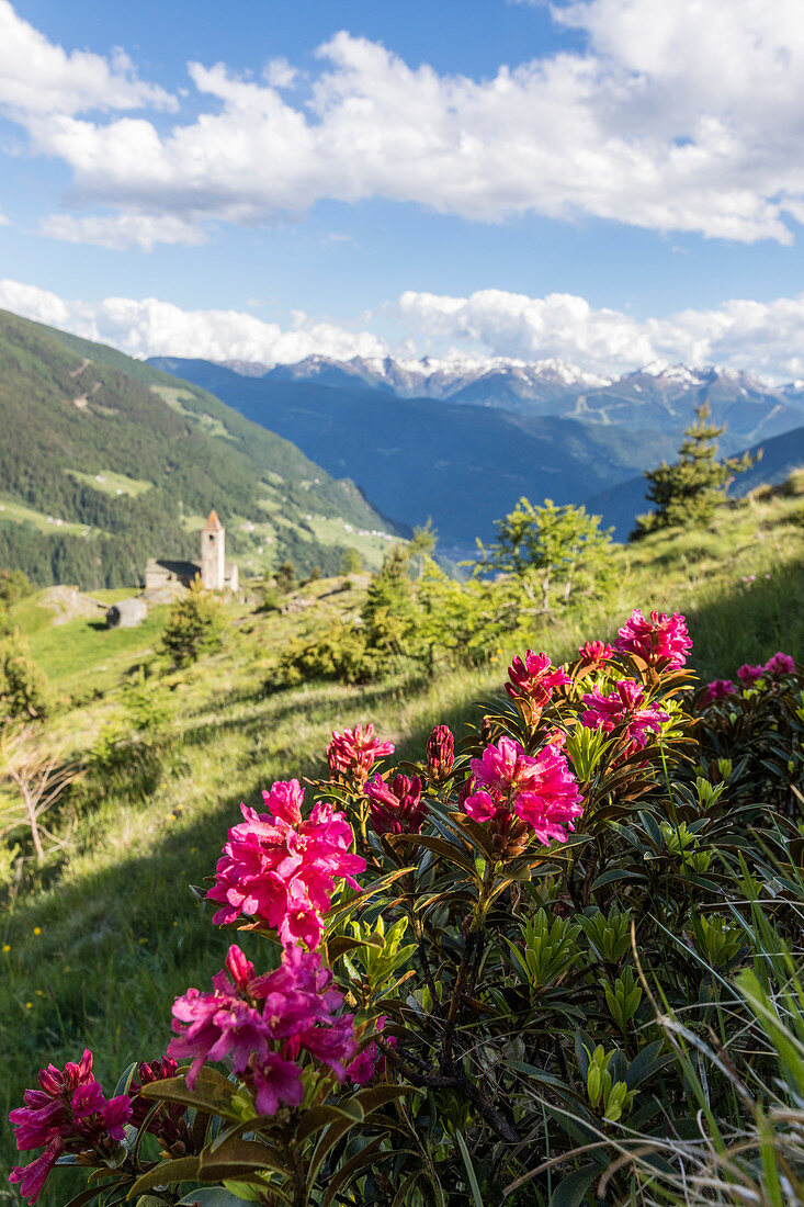 Rhododendrons and old church on the background, San Romerio Alp, Brusio, Canton of Graubünden, Poschiavo valley, Switzerland