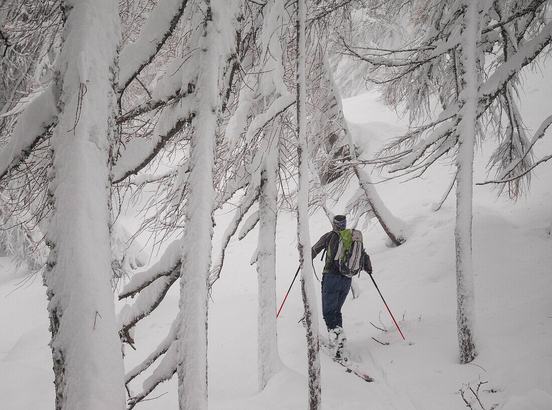 Skier in the forest, Valgerola, Valtellina, Lombardy, Italy, Alps
