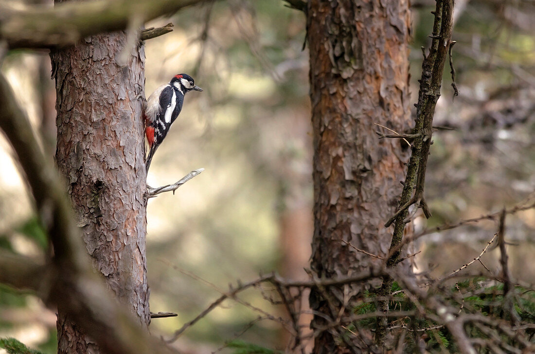 Great Spotted Woodpecker, Bolzano province, South-Tyrol, Dolomites, Italy, Europe