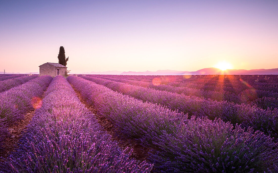 Sunrise in Plateau de Valensole, Provence - Cote d'Azur, France