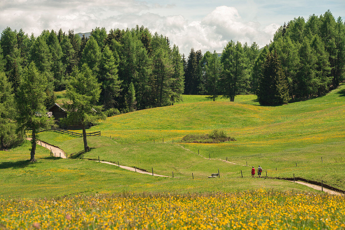 Alpe di Siusi/Seiser Alm, Dolomites, South Tyrol, Italy.