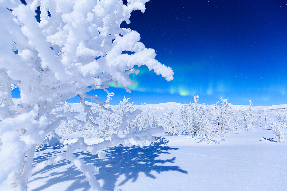 Die Nordlichter werden grün, der Nachthimmel leuchtet bei Vollmond. Riskgransen, Norbottens Ian, Lappland, Schweden, Europa