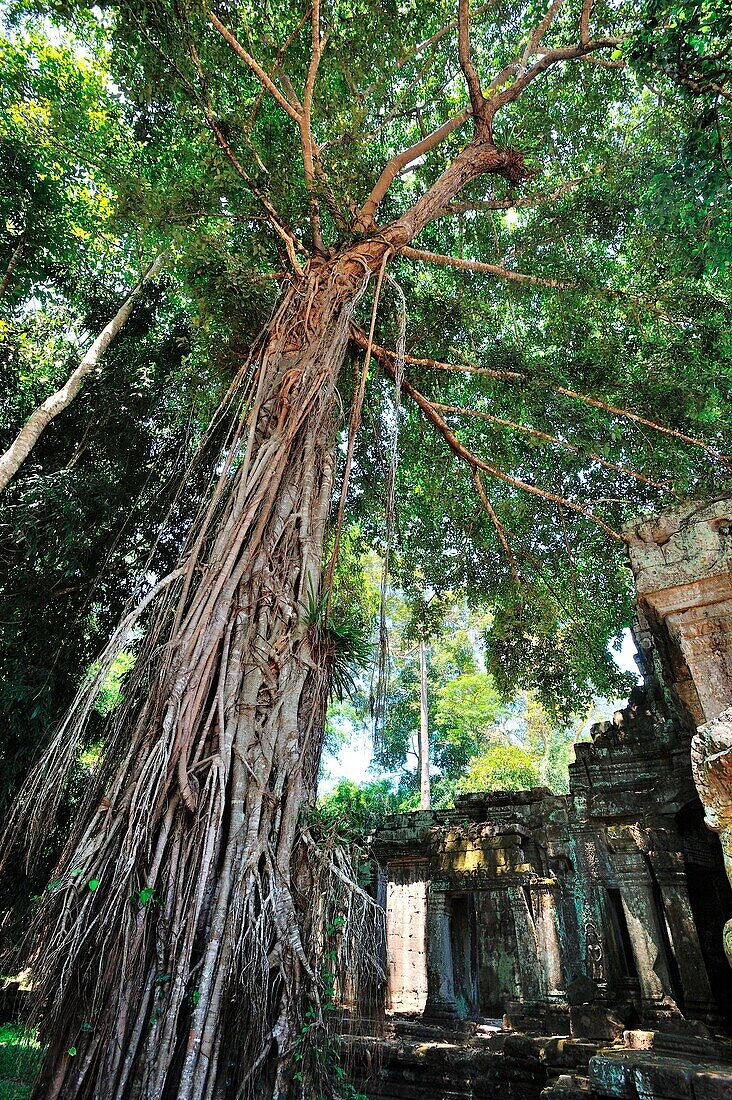 Kambodscha, Siem Reap, Ruinen des Bayon und Angkor Thom Tempel