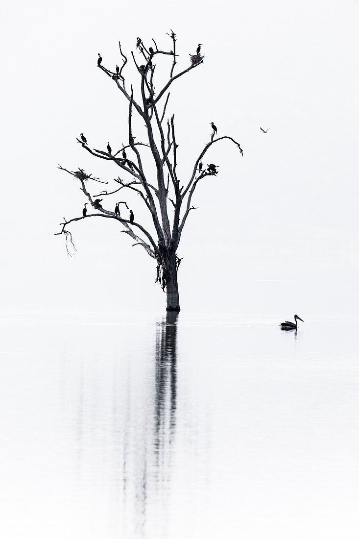 Lake Nakuru, Rift Valley, Kenia