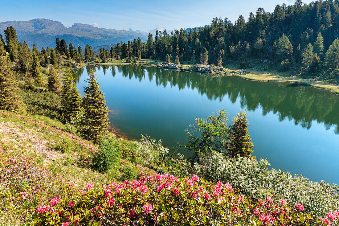 Europe, Italy, Trentino, Trento, Lagorai chain, the Colbricon lakes in summer with rhododendron flowering and mountain reflected on the water