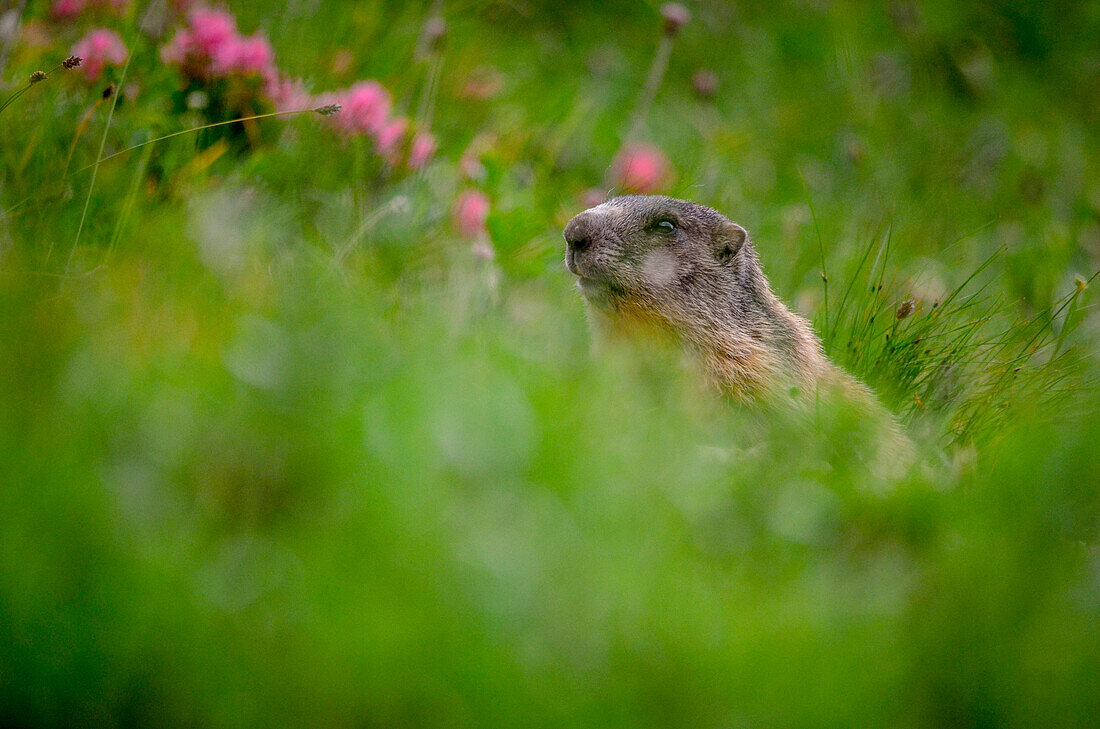 Marmot, Belluno province, Dolomites, Veneto, Italy, Europe